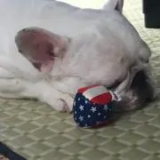 ジョニーチップ