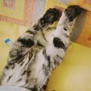 booyahshoの画像