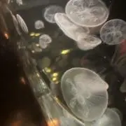 kの画像