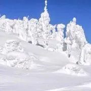 カシマネの画像