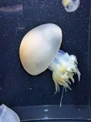 Joeの画像