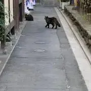 リンリン(全品値下げ交渉あり！