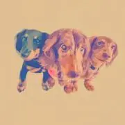 hideボの画像