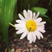 はむの画像