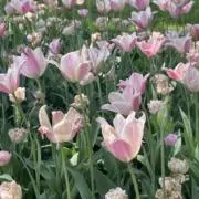 つゆの画像