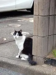 若葉の画像