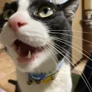 砂猫