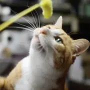 ころにゃん