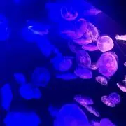 ミミ☆の画像