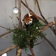 めちょんの画像