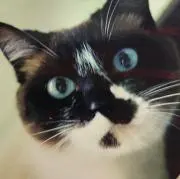 ミーちゃんの画像
