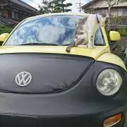 ちょん