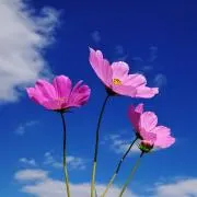 さ〜ちよん