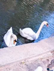 たけのこな子の画像