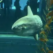 リッチーの画像