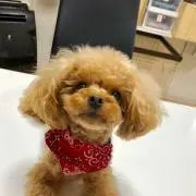 Hitoの画像