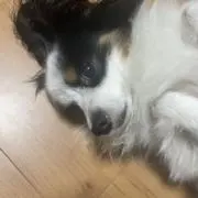 ぽこ