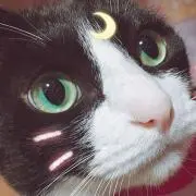 キャス 【即購入OK】の画像