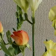 タツマキの画像