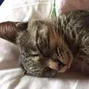 なたおんの画像