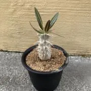 Haasの画像