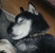 ぽちの画像