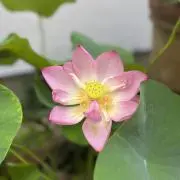 Lotus.gaṇeśa M