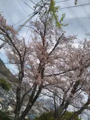 shiratama ♪の画像