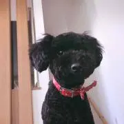 COCOA