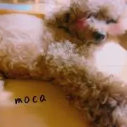 Moca
