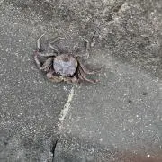 サワガニ