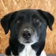 メロクDOG