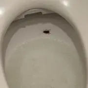山本の画像