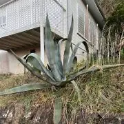★_✩Aの画像