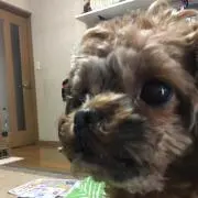 だいきの画像