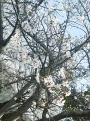 yuiiiiiの画像