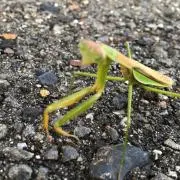 ないろんの画像