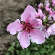 kenko57の画像