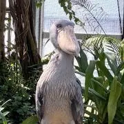 ゆーいちの画像