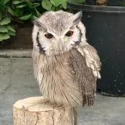 まーちゃん
