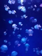 ちまきちの画像