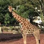 まこの画像