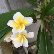 ココ★
