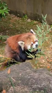 kokoの画像