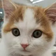 mimi