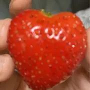 オレンジの画像