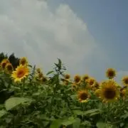 KOTOの画像