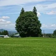 ☆Pitto☆の画像