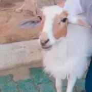 ヤギ兄