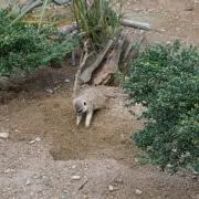 ヤスヒロ